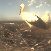2 storks
