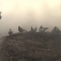 4 in flight