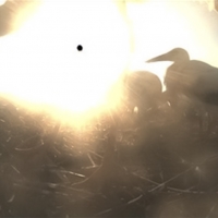 Black sun