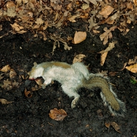 Dead Squirrel 2004
