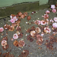 Fallen Camellias Ipswich 2018