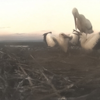 before feeding