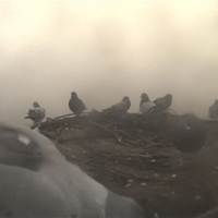 big pigeon 1