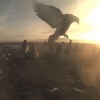 black sun 1 pigeon