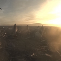 left pigeon dip 2