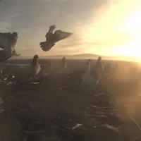 middle pigeon triptych 2