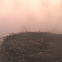 nest 1