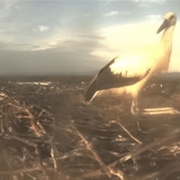 single stork