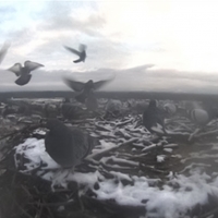 snowy next with birds