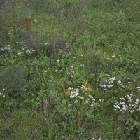 5 Wild Flowers Caistor St. Edmund 2010