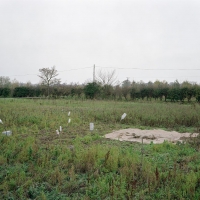 Allotments Toft Monks 2013