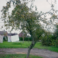 Apple Tree Arminghall 2019