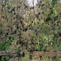 Dead leaves for web