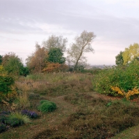 Garden morning Caistor St. Edmund 2009