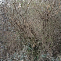 Hedgerow II